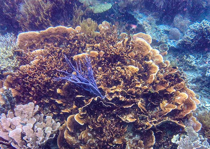 Explore the colors underwater, Philippines